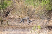 84_Motswari-651