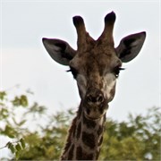 89_Motswari-651