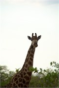 93_Motswari-651