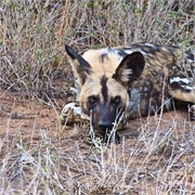 97_Motswari-651