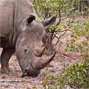 106_Motswari-652