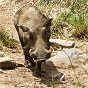 128_Motswari-652