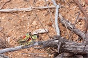 133_Motswari-652