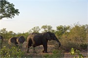 141_Motswari-652