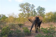 142_Motswari-652