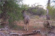 20_Motswari-652