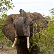 27_Motswari-652