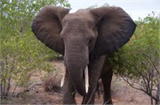 28_Motswari-652