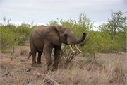 33_Motswari-652