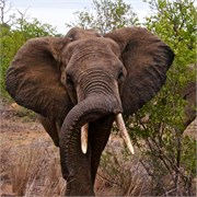35_Motswari-652