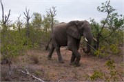38_Motswari-652
