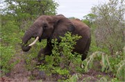 41_Motswari-652