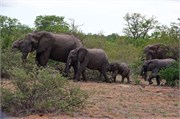 44_Motswari-652
