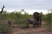 47_Motswari-652