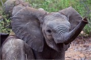 48_Motswari-652