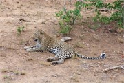 51_Motswari-652