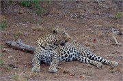 65_Motswari-652