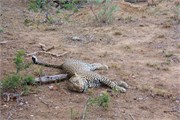 70_Motswari-652