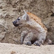 78_Motswari-652