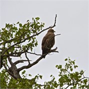 82_Motswari-652