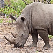 84_Motswari-652
