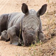 88_Motswari-652