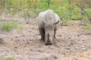 89_Motswari-652