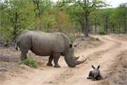 99_Motswari-652