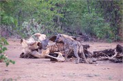 12_Motswari-653
