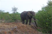 16_Motswari-653