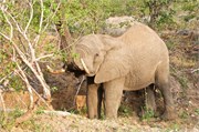 17_Motswari-653