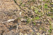 18_Motswari-653