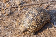 21_Motswari-653