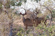 25_Motswari-653