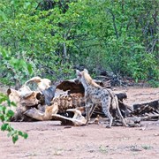 3_Motswari-653