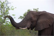 4_Motswari-653