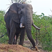 6_Motswari-653