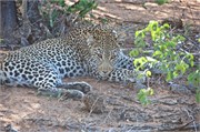 14_Motswari-654