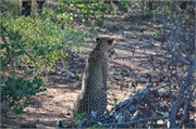 18_Motswari-654
