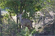 20_Motswari-654