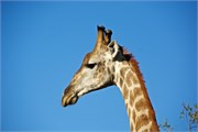 29_Motswari-654