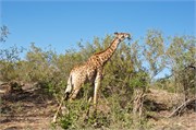 31_Motswari-654