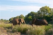 34_Motswari-654