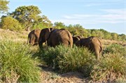 35_Motswari-654