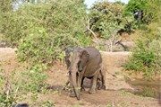 102_Motswari-655
