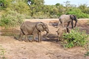 103_Motswari-655