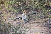 108_Motswari-655