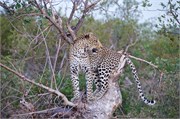 119_Motswari-655