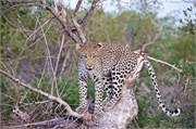 120_Motswari-655