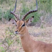 13_Motswari-655